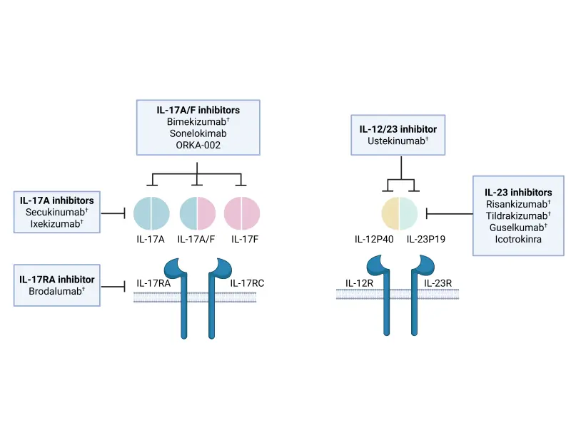 IL-23/IL-17 axis in psoriatic disease: From pathogenesis to personalized treatment
